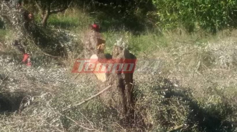 Απίστευτο: Πήγαν να μαζέψουν τις ελιές και δεν βρήκαν τα δένδρα!